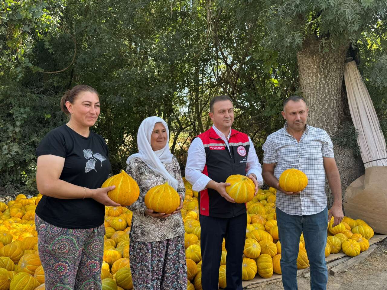 Muğla'nın Yayla Kavunu Hasatla Taçlandı 3
